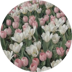 Pink and white tulips